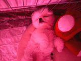 3 Aylık Yavru Pomeranian Orjinal Irk İstanbul