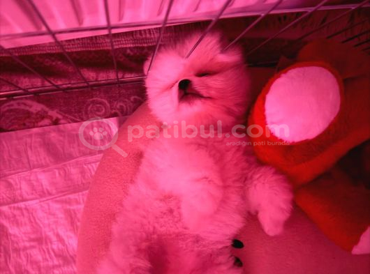 3 Aylık Yavru Pomeranian Orjinal Irk İstanbul görsel