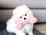 Pomeranian Beyaz Orange Her Renk Yavru Mevcuttur