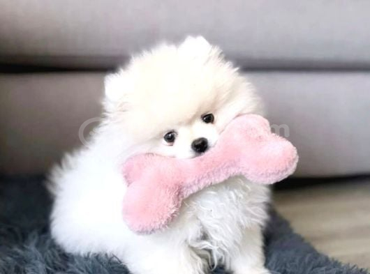 Pomeranian Beyaz Orange Her Renk Yavru Mevcuttur görsel