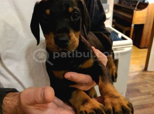 Üst Kali̇te  Irk Garanti̇li̇ Doberman Yavrularimiz görsel