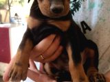 Üst Kali̇te  Irk Garanti̇li̇ Doberman Yavrularimiz