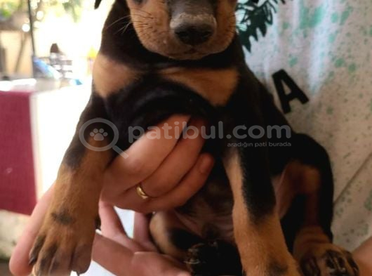 Üst Kali̇te  Irk Garanti̇li̇ Doberman Yavrularimiz görsel