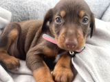 Üst Kali̇te  Irk Garanti̇li̇ Doberman Yavrularimiz