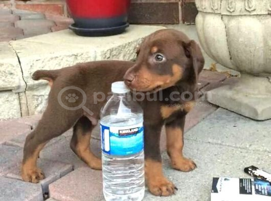 Üst Kali̇te  Irk Garanti̇li̇ Doberman Yavrularimiz görsel