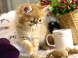 Safkan İran Bri̇ti̇sh