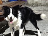 7 Aylık Safkan Erkek Border Collie İstanbul