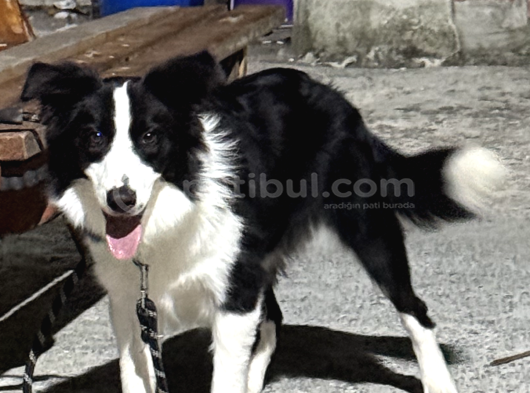 7 Aylık Safkan Erkek Border Collie İstanbul görsel