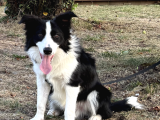 7 Aylık Safkan Erkek Border Collie İstanbul
