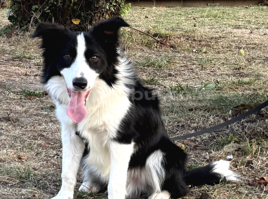 7 Aylık Safkan Erkek Border Collie İstanbul görsel