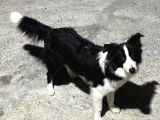 7 Aylık Safkan Erkek Border Collie İstanbul