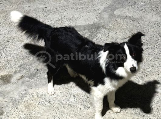 7 Aylık Safkan Erkek Border Collie İstanbul