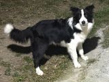 7 Aylık Safkan Erkek Border Collie İstanbul