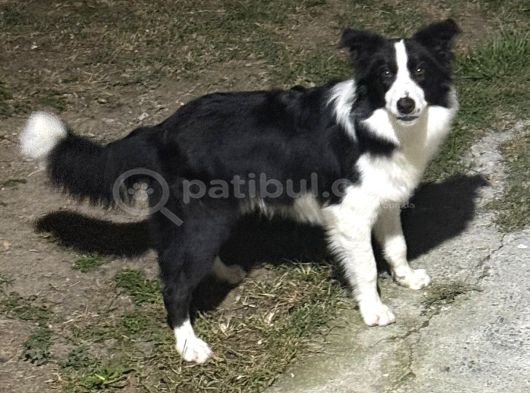 7 Aylık Safkan Erkek Border Collie İstanbul görsel