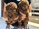Petmode Köpek Çiftliğinde Ziyarete Açık Çikolata Toy Poodle