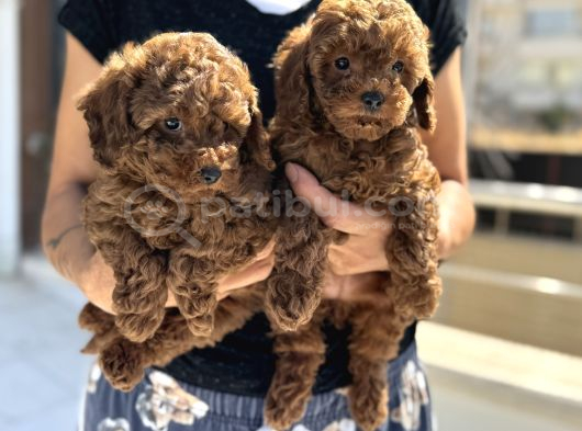 Petmode Köpek Çiftliğinde Ziyarete Açık Çikolata Toy Poodle görsel