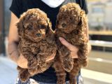 Petmode Köpek Çiftliğinde Ziyarete Açık Çikolata Toy Poodle