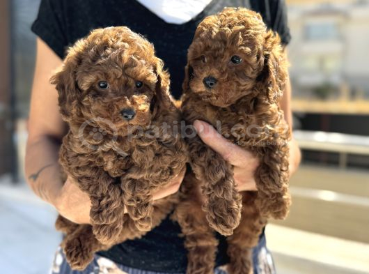 Petmode köpek çiftliğinde ziyarete açık çikolata toy poodle