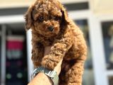 Petmode Köpek Çiftliğinde Ziyarete Açık Çikolata Toy Poodle