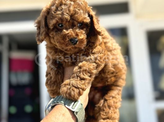 Petmode Köpek Çiftliğinde Ziyarete Açık Çikolata Toy Poodle görsel