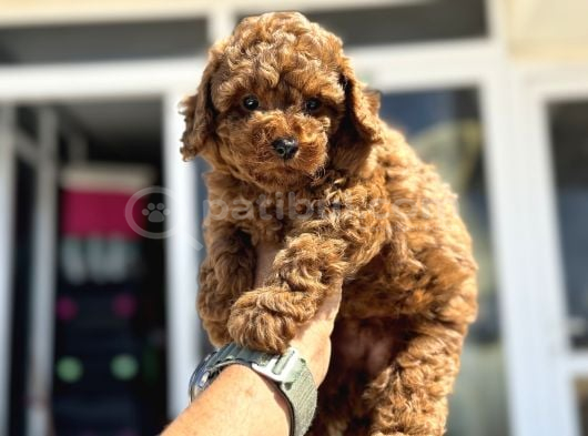 Petmode Köpek Çiftliğinde Ziyarete Açık Çikolata Toy Poodle görsel