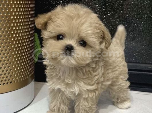 Irkinin En Üst Kali̇tesi̇ne Sahi̇p Teacup Yavrumuz görsel