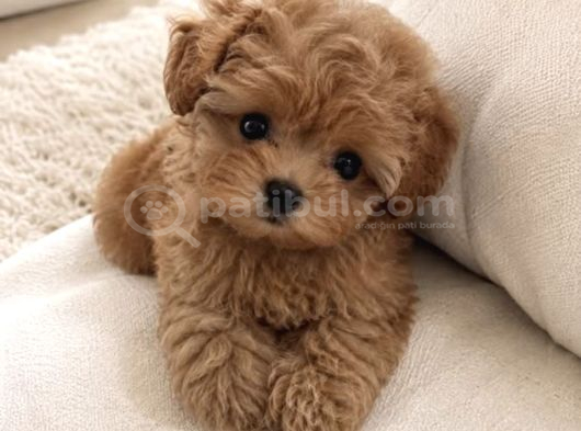 Irkinin En Üst Kali̇tesi̇ne Sahi̇p Teacup Yavrumuz görsel