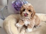 En Güzel En Tarlı Maltipoo Yavrular Için Arayabilirsiniz