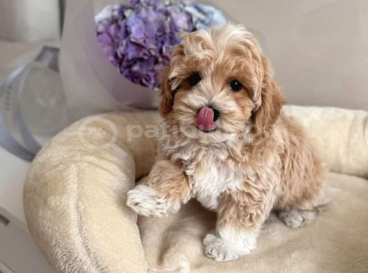 En Güzel En Tarlı Maltipoo Yavrular Için Arayabilirsiniz görsel