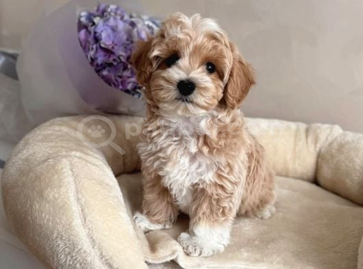 En güzel en tarlı maltipoo yavrular için arayabilirsiniz