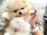 Pomeranian Beyaz Orange Her Renk Yavru Mevcuttur