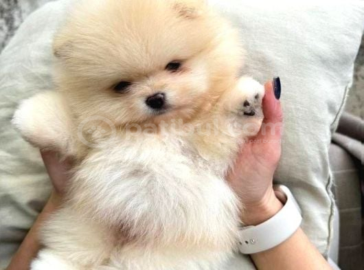 Pomeranian Beyaz Orange Her Renk Yavru Mevcuttur görsel