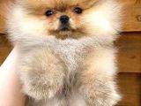 Pomeranian Beyaz Orange Her Renk Yavru Mevcuttur