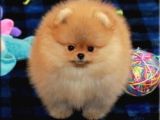 Pomeranian beyaz orange her renk yavru mevcuttur