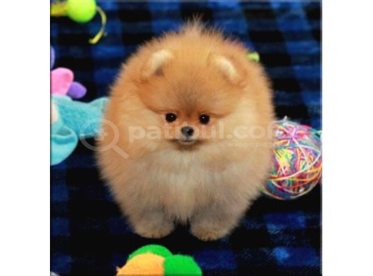 Pomeranian beyaz orange her renk yavru mevcuttur