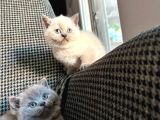 Bebişlerim Çok Sağlıklı