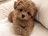 Kore kan maltipoo yavrularımız