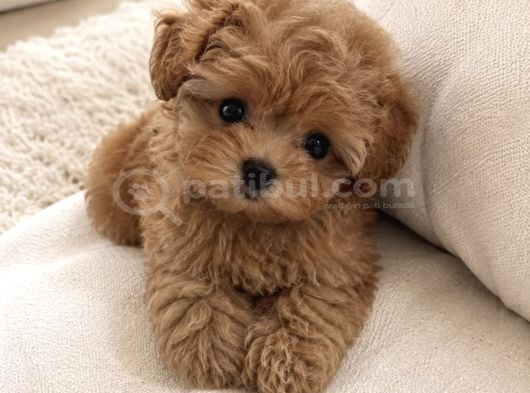 Kore kan maltipoo yavrularımız