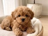 Kore Kan Maltipoo Yavrularımız