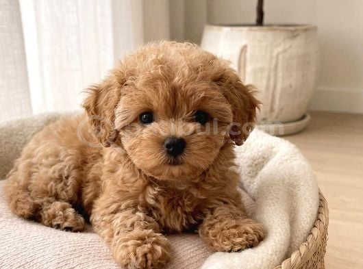 Kore Kan Maltipoo Yavrularımız görsel