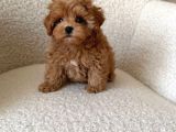 Kore Kan Maltipoo Yavrularımız