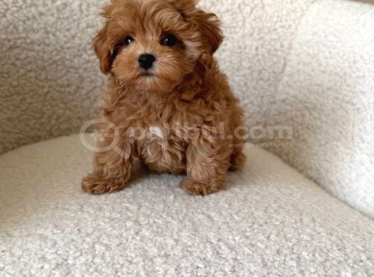 Kore Kan Maltipoo Yavrularımız görsel