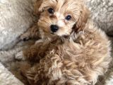 En Güzel En Tarlı Maltipoo Yavrular Için Arayabilirsiniz