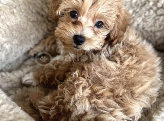 En Güzel En Tarlı Maltipoo Yavrular Için Arayabilirsiniz görsel