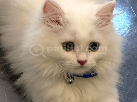 Erkek British Longhair aşıları yapıldı