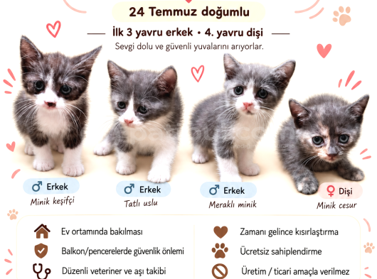 Sevgi Dolu Siyam Melezi Yavrular Ömürlük Yuvalarını Arıyor