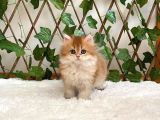 British Longhair Golden Dişi