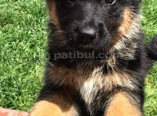 Safkan A Kali̇te Alman Kurdu Yavrular görsel