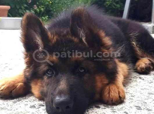 SAFKAN A KALİTE ALMAN KURDU YAVRULAR