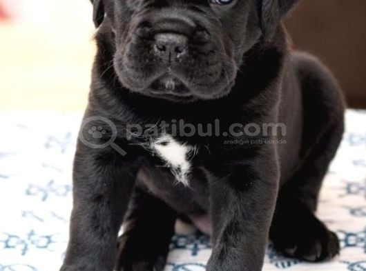 Cane Corso  Bebekleri̇mi̇z görsel